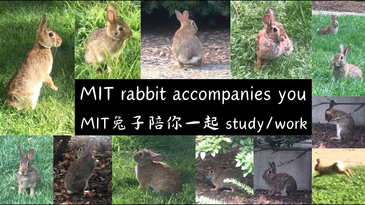 [One hour/1小時] MIT rabbit accompanies you study/work 麻省理工學院兔子陪你一起讀書/工作 ...