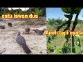 2 Terkukur yg agresif kaki buntung langsung kita rilis,,,pulang mikat ketemu pisang ada 2 jangtung