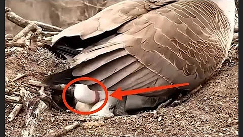 🦆Rare Footage: Canadian Goose Laying Eggs in the Wild