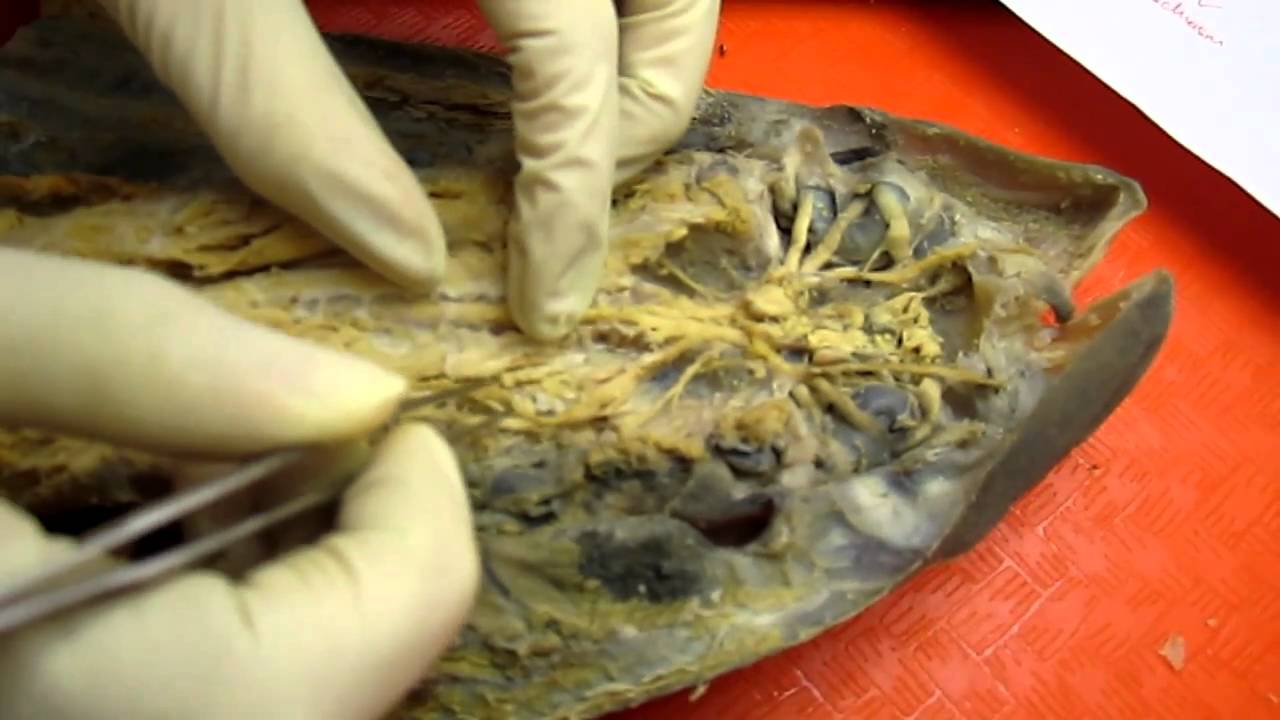 Shark Brain Dissection - YouTube