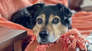 Remembering Bella! 
