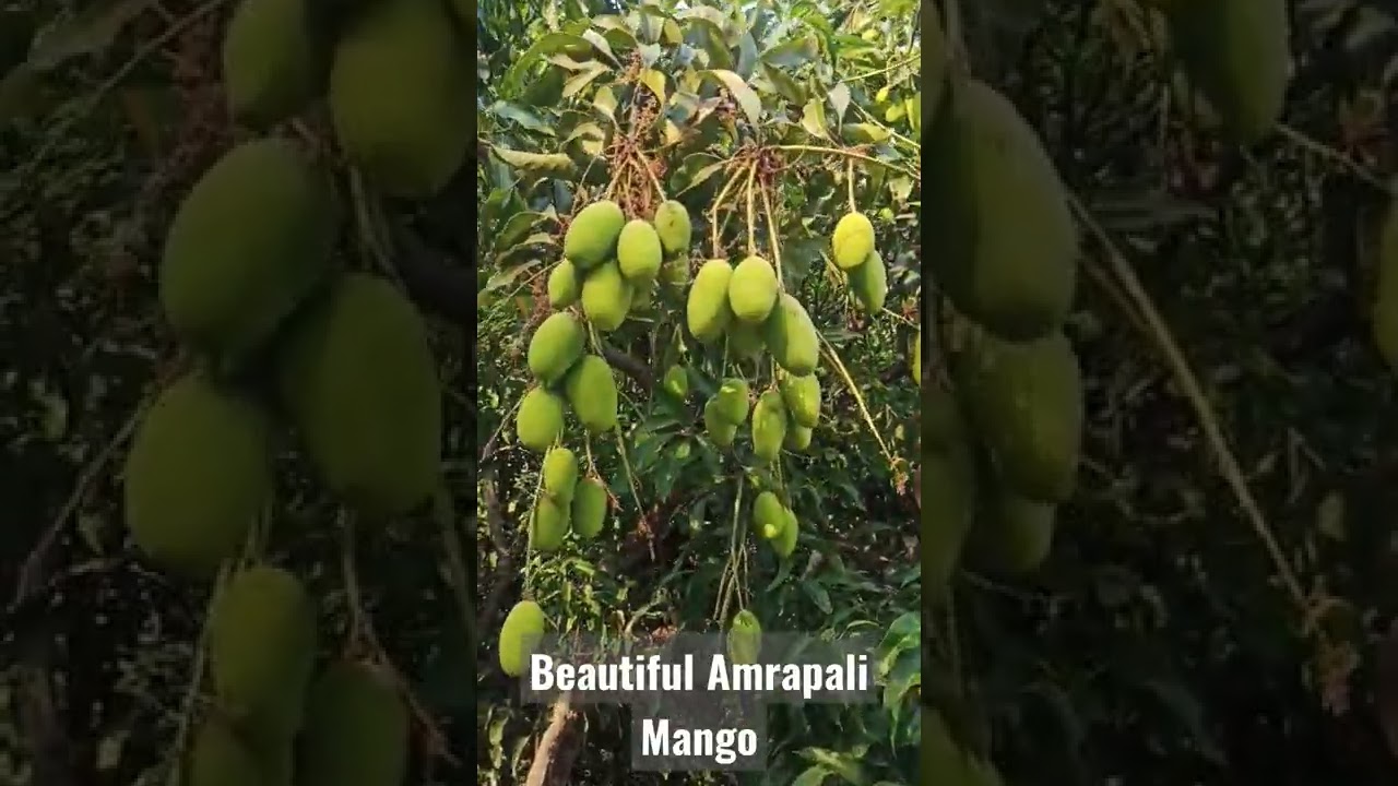 আম্রপালি আম-১০ কেজি