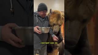 Когда у тебя друг — медведь, а не собака