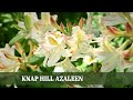 Knap Hill Azaleen - Eine laubabwerfende Alternative zum klassischen Rhododendron