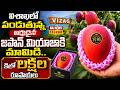 విశాఖలో పండుతున్న అరుదైన జపాన్ మియాజాకి మామిడి.. కిలో లక్షల రూపాయలు | Miyazaki Mango Farming