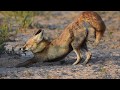 Desert Fox (White-footed Fox)