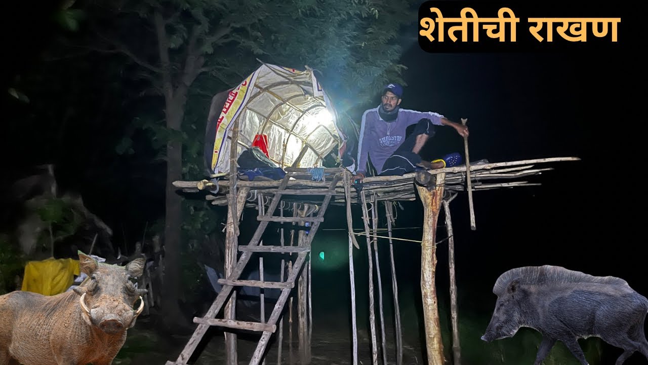 डुक्करानं 🐗पासून शेतीवाचवण्यासाठी केली झोपडी बांधून राखण 🌾🌾