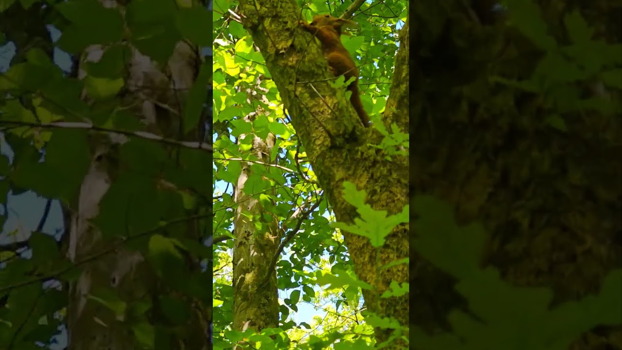 25-05-01 Ardennes squirrel