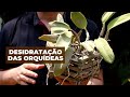 Desidratação das Orquídeas