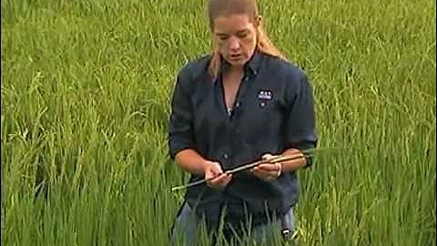 Rice Stink Bug Management 3: Determining the proper time to scout for the rice stink bug.