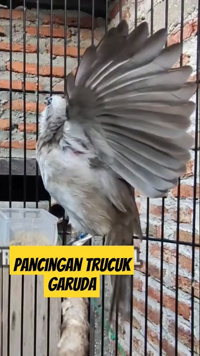 PANCINGAN trucukan GARUDA