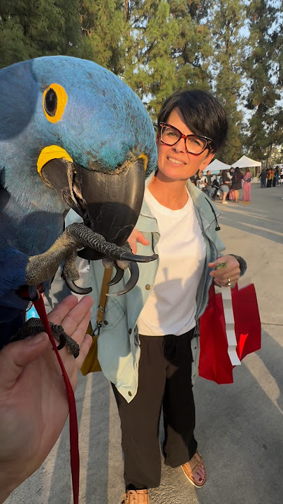 My Hyacinth Macaw SHOCKS Everyone… He Ate a BUTTON! WHAT??