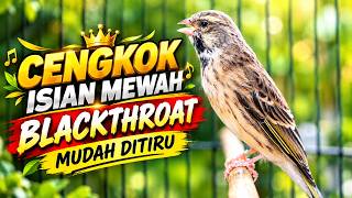 SUARA BLACKTHROAT GACOR JERNIH MUDAH DITIRU BUAT MASTERAN KENARI BAHAN CENGKOK MEWAH GANTANGAN