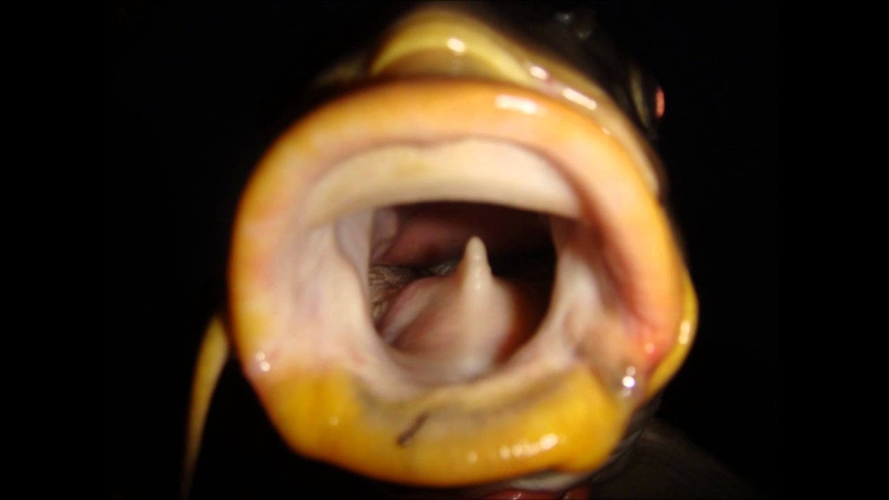 Carp Fishing 2010 Edin&Vito