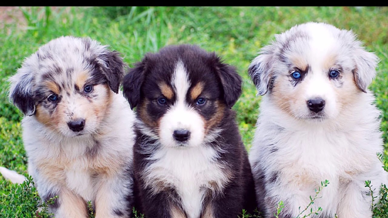 australian shepherd puppies - YouTube