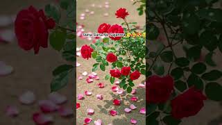 Suna Suna Ye Sajanwa hamke Rani k da na tohar.... bhojpuri songs bhojpuri reels bhojpuri tranding