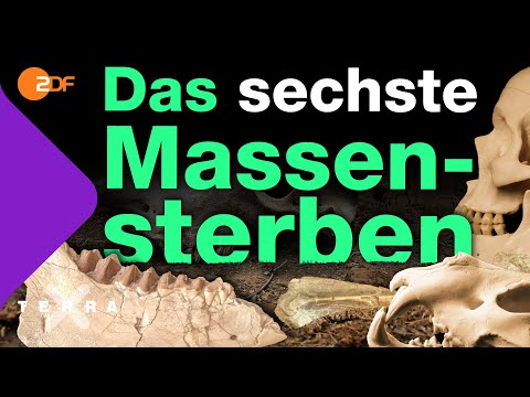 Video: Wann war das letzte Massensterben?