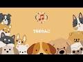 全方向かわいい説✨【うちのわんこ】 #うちのわんこ #オリジナル音源