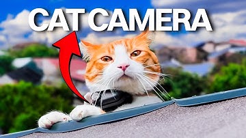 Vlogging CAT Explores The CITY 😂 - Cat Vlog #13