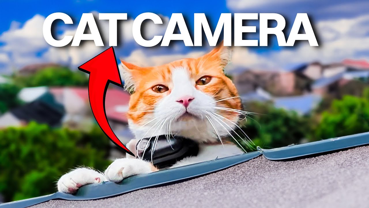 Vlogging CAT Explores The CITY 😂 - Cat Vlog #13