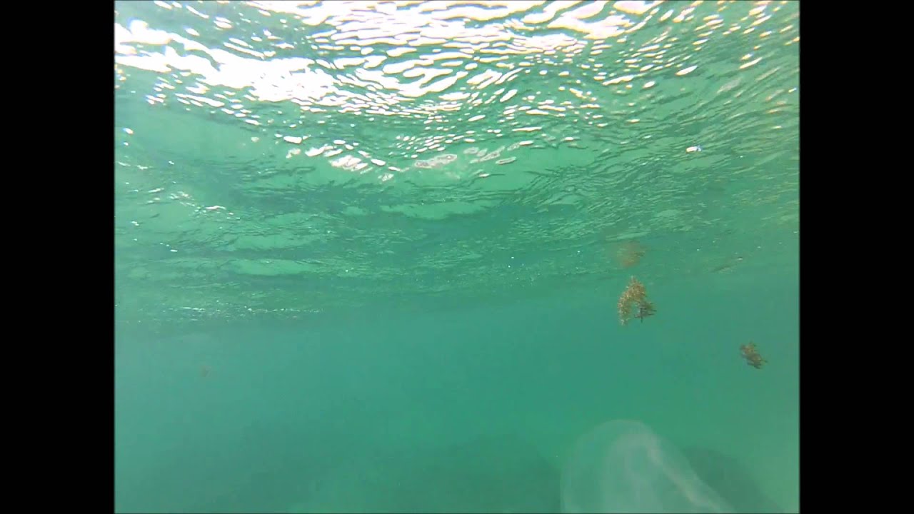 Jellyfish of Ningaloo Reef April 2015 YouTube