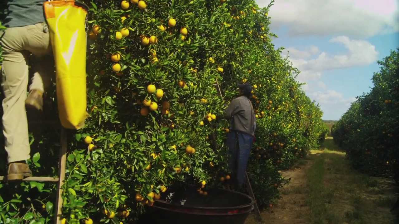 Minute Maid/Simply Orange "Grove to Glass" Footage