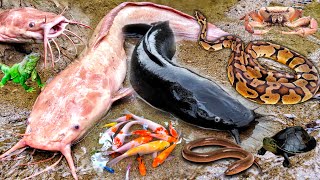 Wow Catch An Albino Catfish In A Hole With Snakehead Fish Giant Catfishornamental Fishpatin Fish