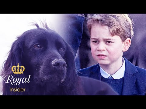 Video: Pet Scoop: New Prince George Photo Features Lupo, Mudslide Zoeken Honden nemen een pauze