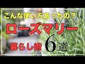 【総集編】美容・飾る・育てる！ローズマリーアイデア集🌿