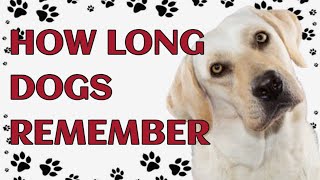 🐾 How Long Can a Dog Remember a Person? by Paws and Purrs 159 views 1 month ago 4 minutes, 44 seconds