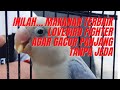 4 Jenis Makanan Lovebird Agar Cepat Ngekek Panjang Tanpa Jeda