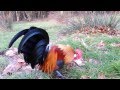 Youtube Thumbnail title