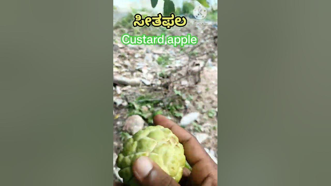 a-custard-apple-grown-in-our-backyard