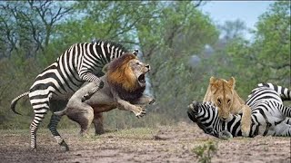 Amazing Skill Of Lion When Hunting Zebra - Zebra Try To Escape But Fail - Lion Vs Zebra Real Fight