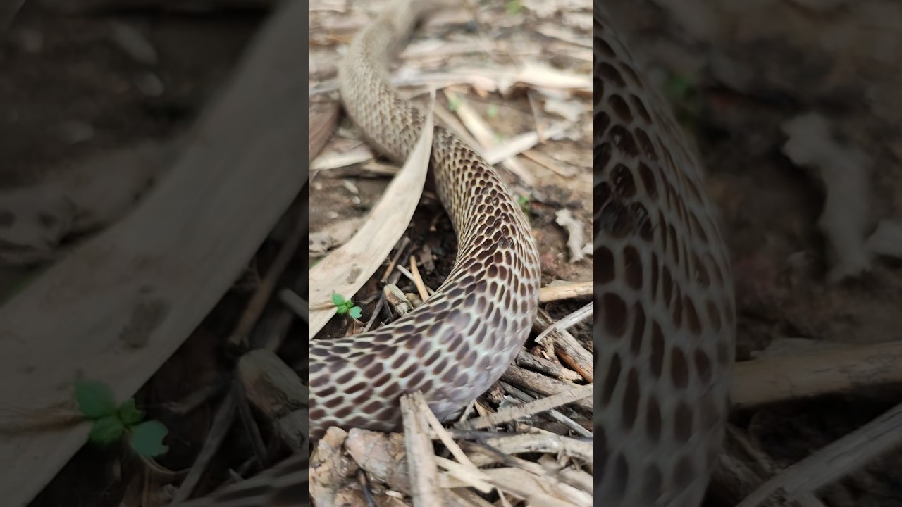 गेहूं छाप वाला सांप को अच्छी तरह पहचान लें 