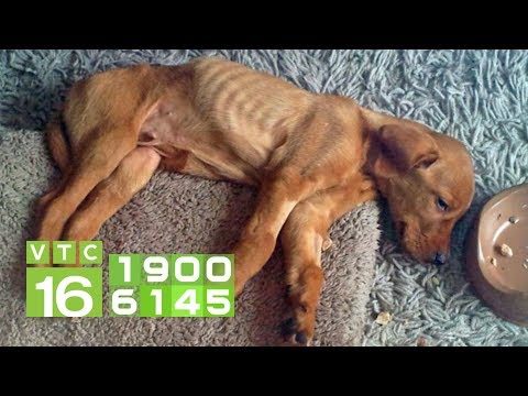 Video: Nhiễm Trùng Dạ Dày (bệnh Sinh Lý) ở Chó