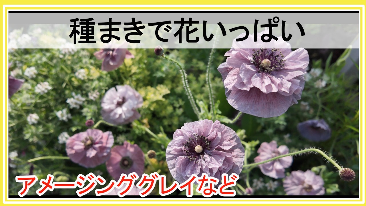 種まきでお金をかけない庭づくり｜アメージンググレイなどの種まきから地植えまで