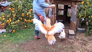 今日も激痛必至のドタバタ飼育がんばります…【ニワトリ飼育】 168話目