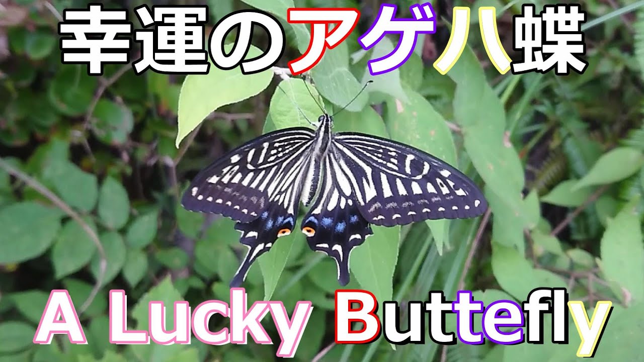 幸運の象徴 アゲハ蝶 燕尾蝴蝶 Swallowtail Butterfly 호랑나비 ナミアゲハ 揚羽蝶 鳳蝶 バタフライ Butterfly Agehaチョウ A Good Luck Charm Youtube