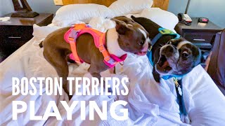 How Boston Terriers Play! | Bitey Face & Wrestling | Boston Terrier Videos October 2023