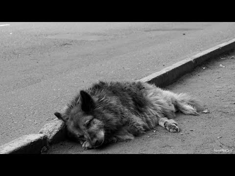 Video: Hachiko: një monument në Tokio. Monumentet e qenit Hachiko në Japoni