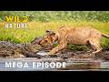 Savage Kingdom: Ultimate Battles for Survival (MEGA EPISODE) Animal documentary