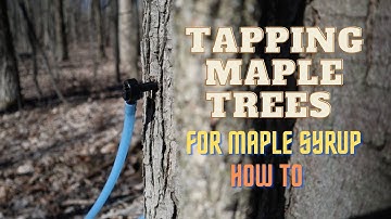 How To Tap Maple Trees For Maple Syrup "2021"