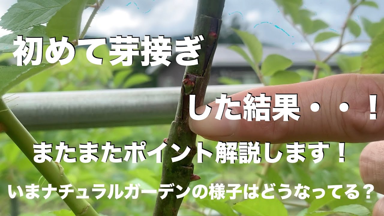 バラ スタンダード仕立て第２弾 ヤタガラスとフギンも芽接ぎやってみた Youtube