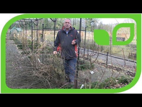 Video: Saving Verbena Seeds - Wann man Verbena-Samen von Pflanzen ernten sollte