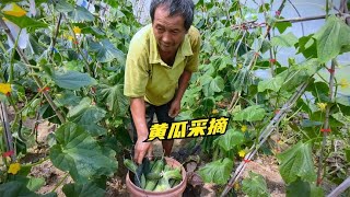 包菜最后一波收尾，菜青虫好夸张，黄瓜采收，老爸为何总让我吃？