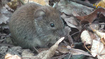 Лесная полёвка крупным планом  / Bank vole close up