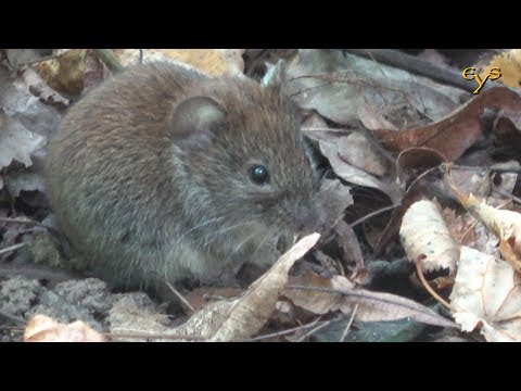 Лесная полёвка крупным планом  / Bank vole close up