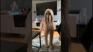 A sight to behold dog! #afghanhound #doglover #dogs #dogshorts