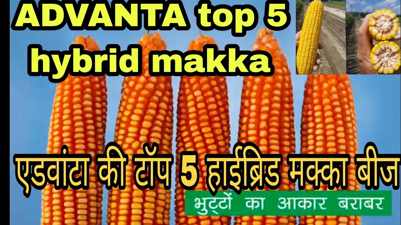 advanta-top-5-hybrid-maize-veriety-5